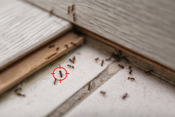 Best Bird Control  in Birngham, MI