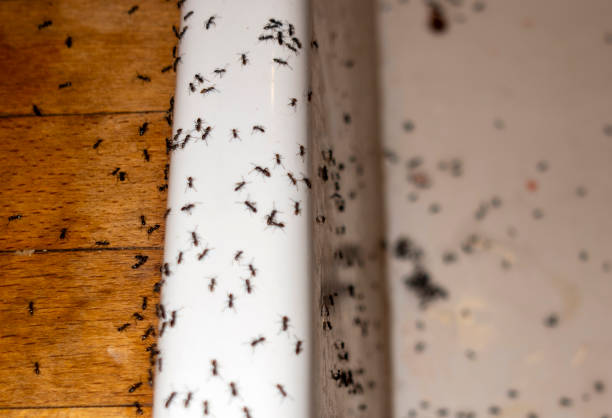 Best Best Pest Control Companies  in Birngham, MI