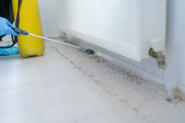 Best Emergency Pest Control  in Birngham, MI