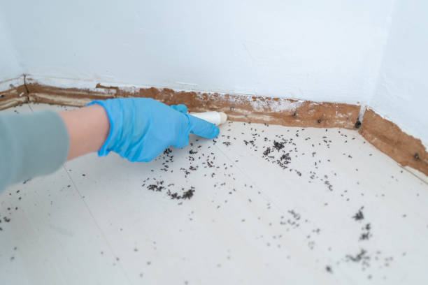 Reliable Birmingham, MI Pest Control Solutions